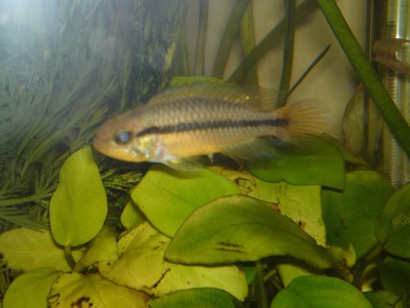 apisto1.jpg