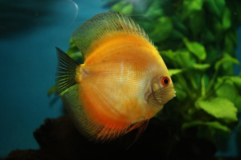 discus1-1.jpg