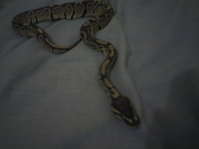 Picture0116.jpg