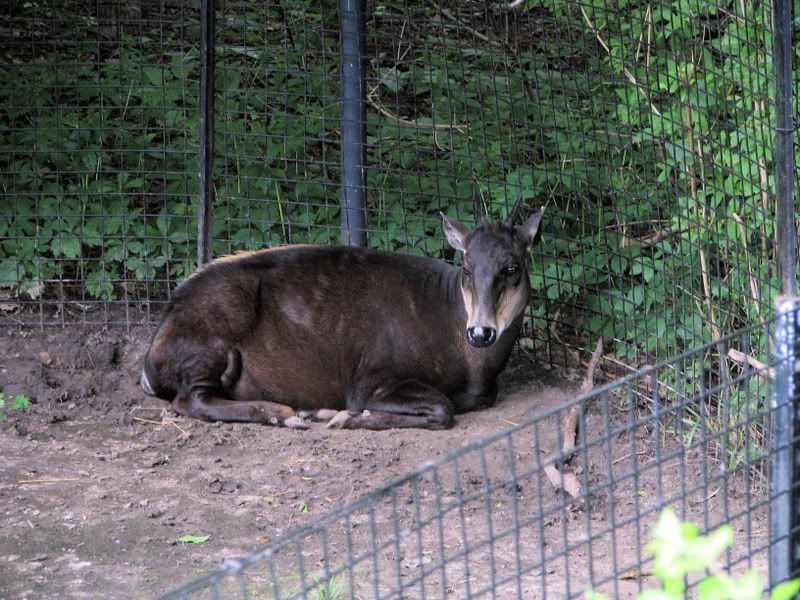 Yellow-backedDuiker.jpg