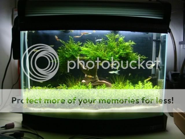 Treeinthepark.jpg