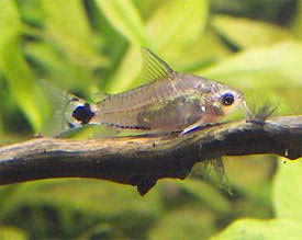 Corydoras_hastatus.jpg