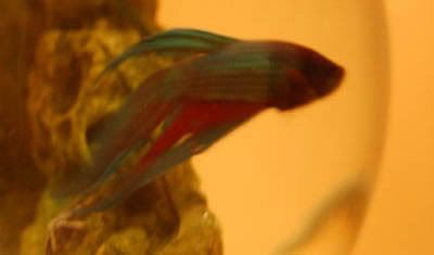 fish2-1.jpg