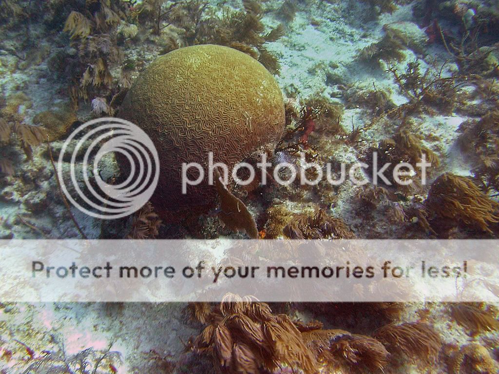 braincoralmolassesreef.jpg