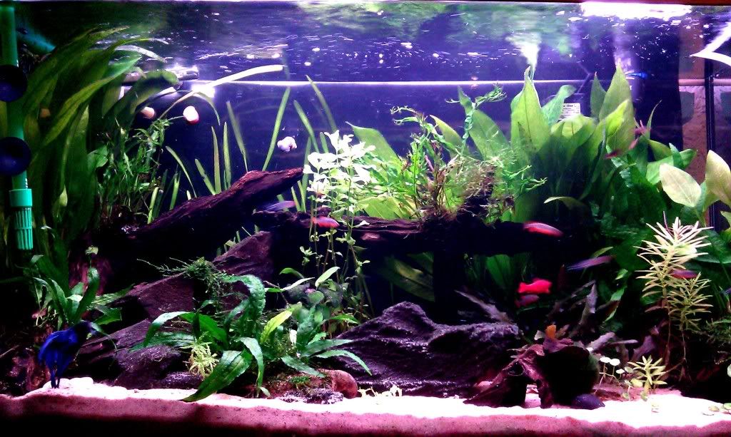 IMAG0534.jpg