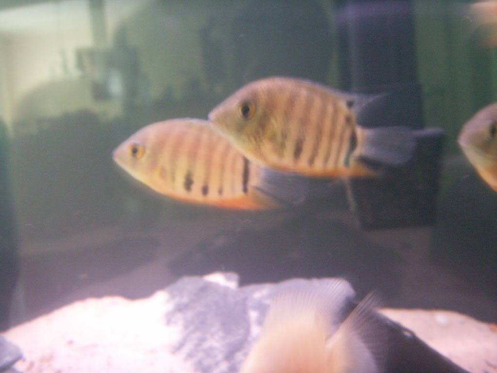 OrangeShoulderSev2.jpg