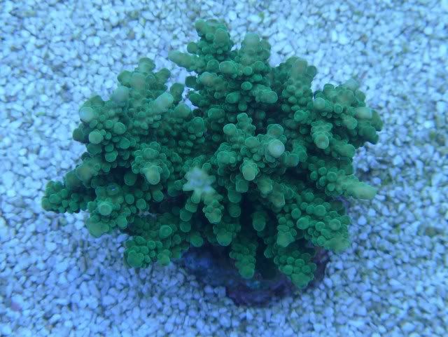 greenacro2.jpg