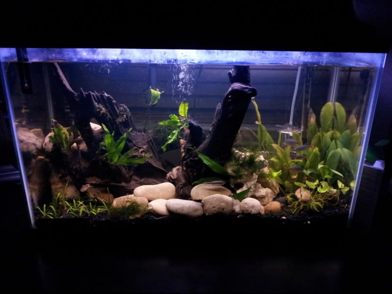 fishtank.jpg