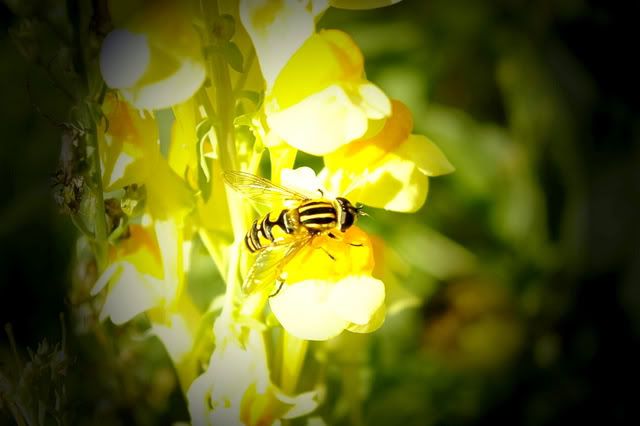 HoverFlyCorrection.jpg