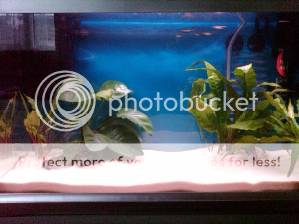 IMG00042-20091114-1508.jpg