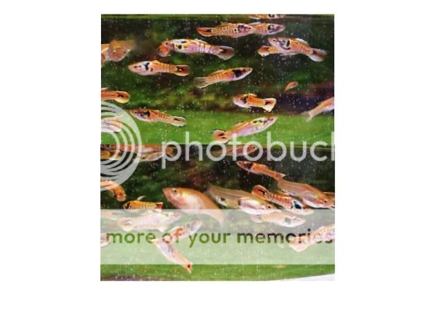 fwlivebearers1294195378.jpg