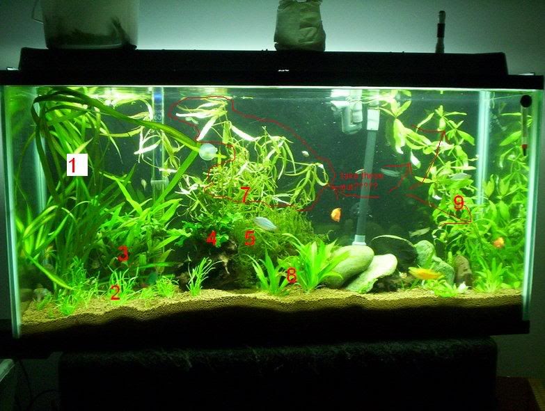 numberedplants.jpg