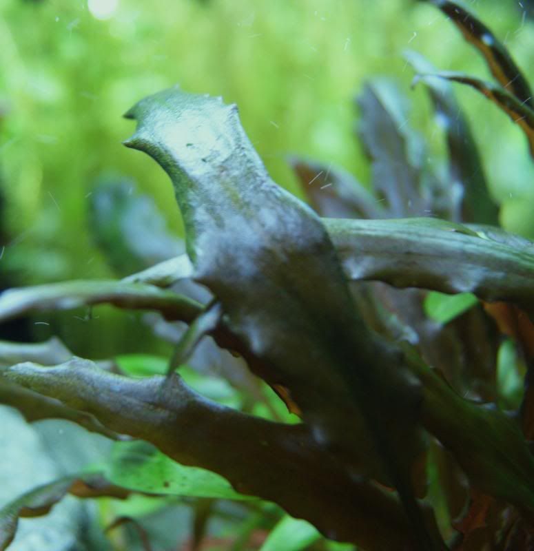 shrimp6.jpg