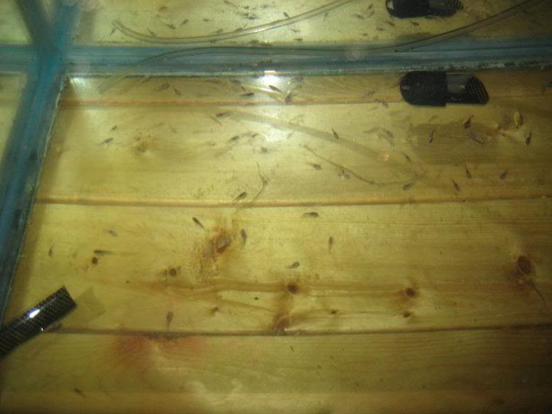 Fish121.jpg