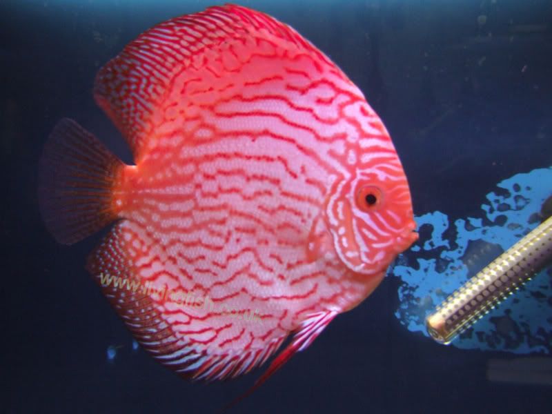 DSCF1534.jpg