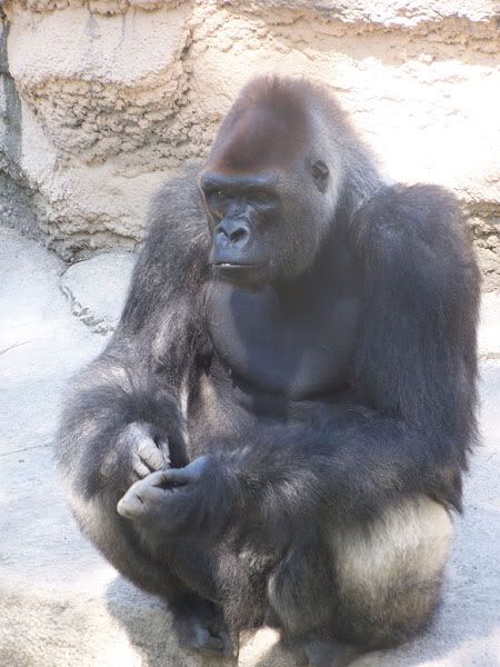 lowlandgorilla3.jpg
