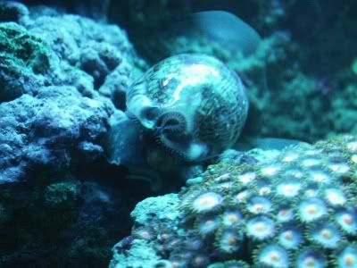 Cowrie.jpg