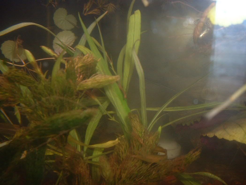 aquaplants005.jpg