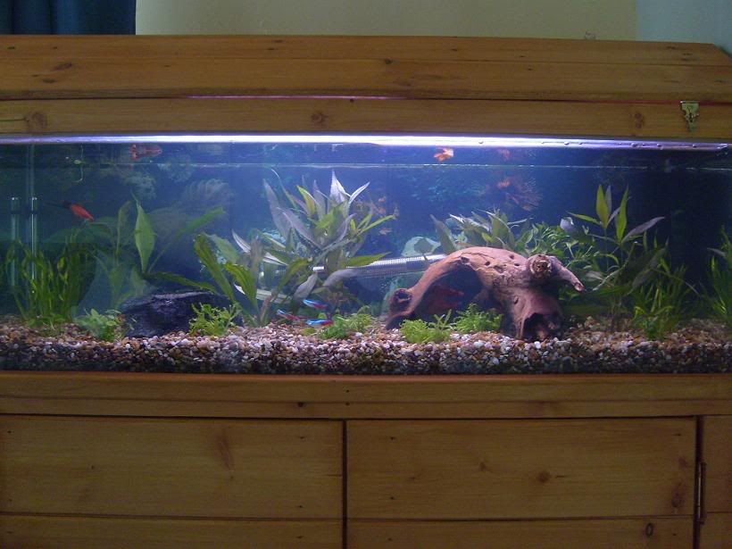 fishtank.jpg