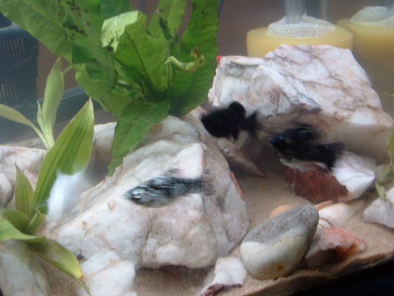 goodfishtank005.jpg