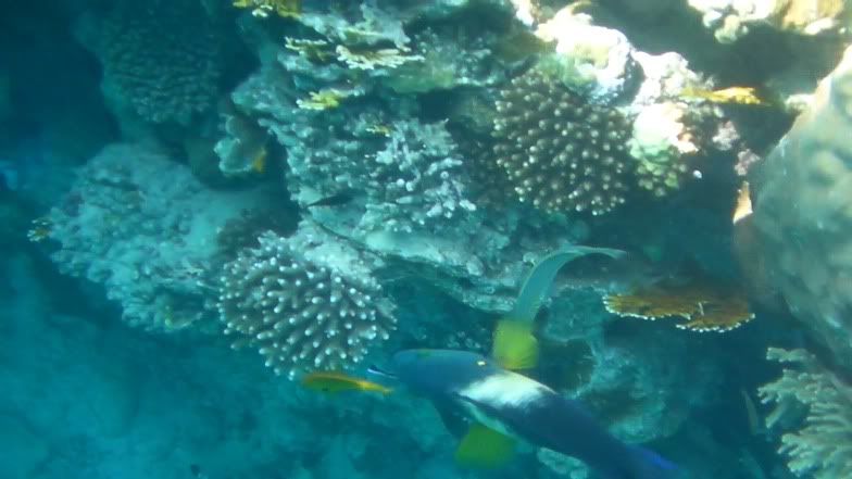 reef5.jpg