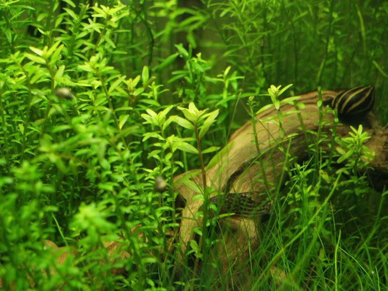 P4120575.jpg