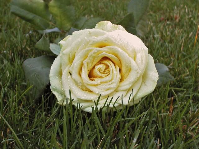 rose2edit.jpg