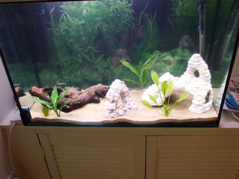 2007_0909fish0016Medium.jpg