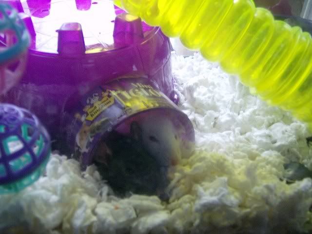 Rats016.jpg