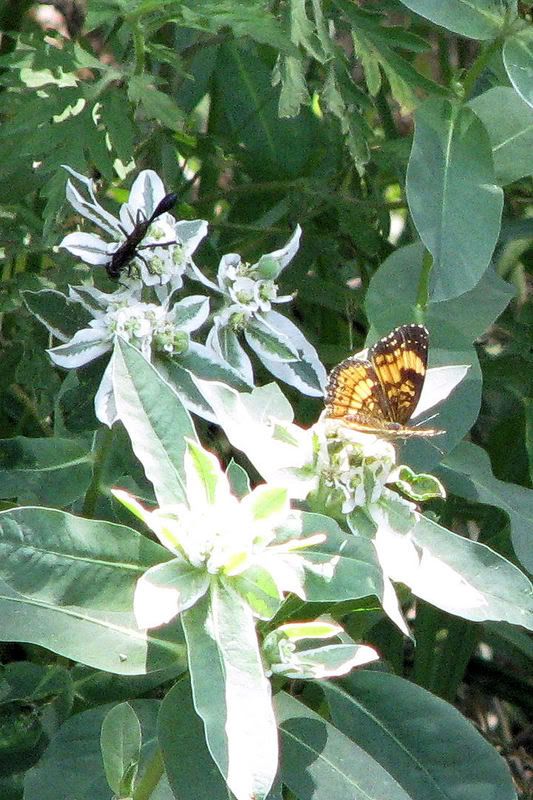 butterfly1.jpg