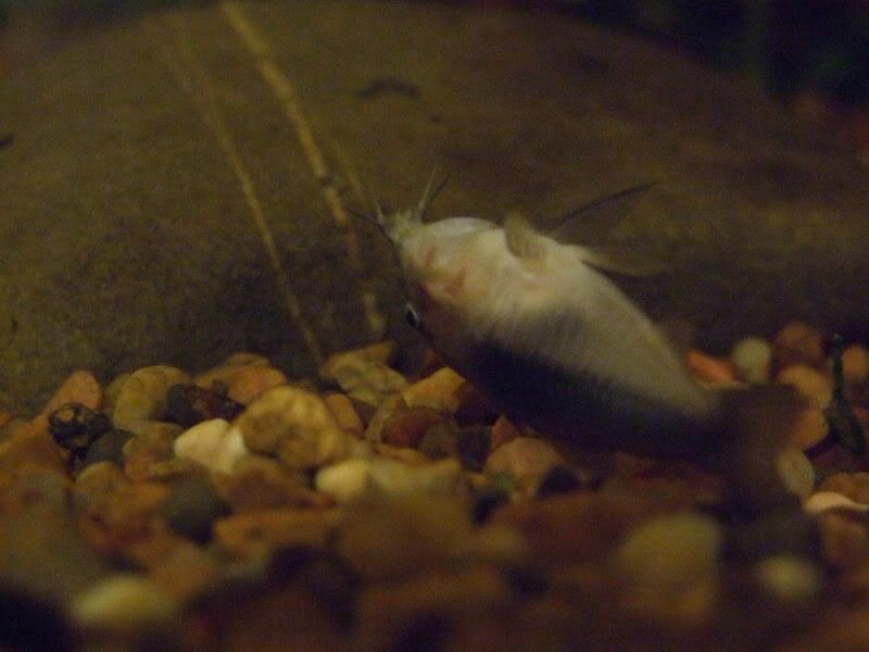 SickCatfish2.jpg