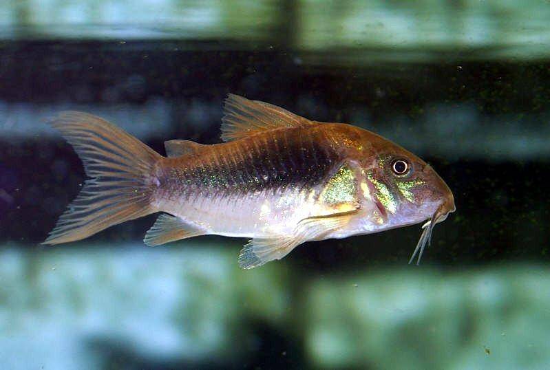 bronze-cory.jpg