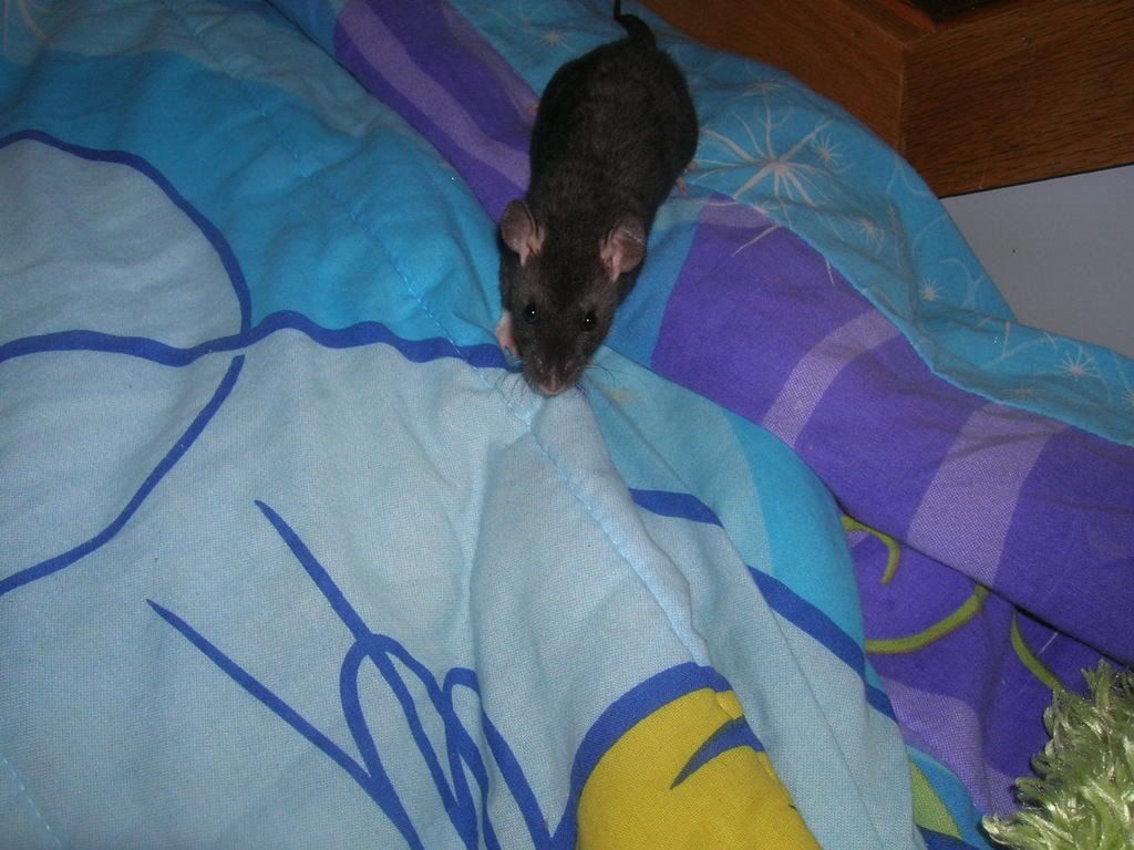 ratties2003.jpg