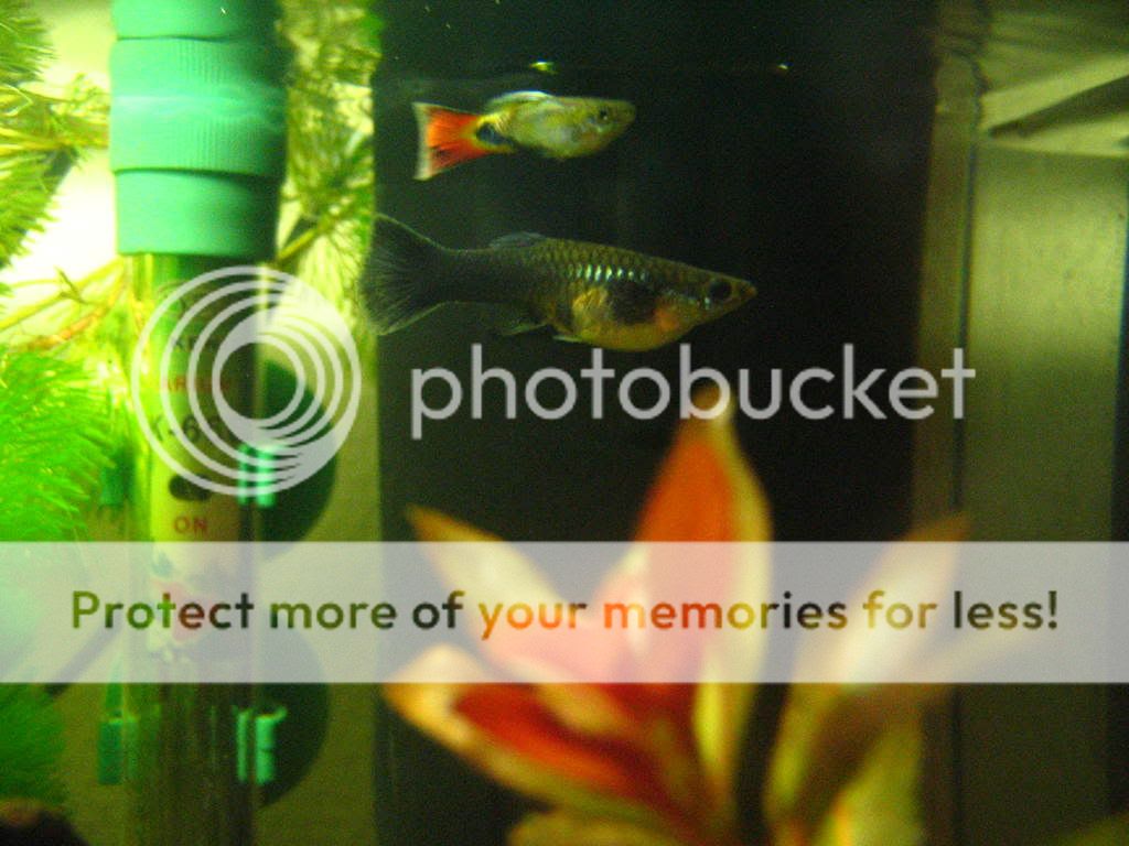 fish022.jpg