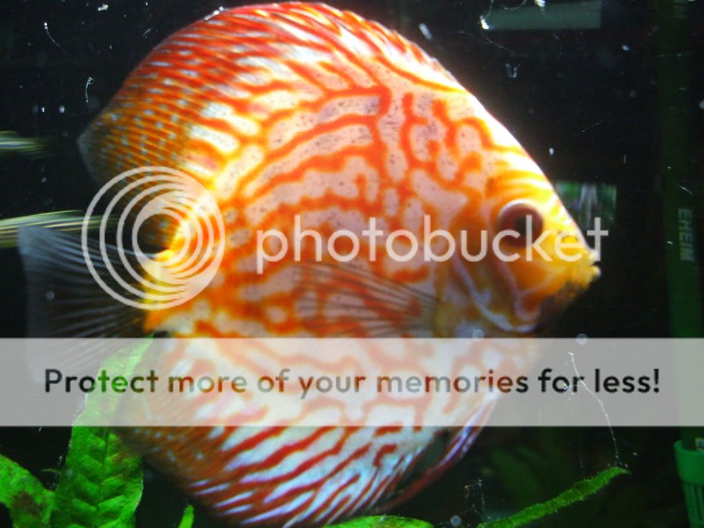 DSCF0331.jpg