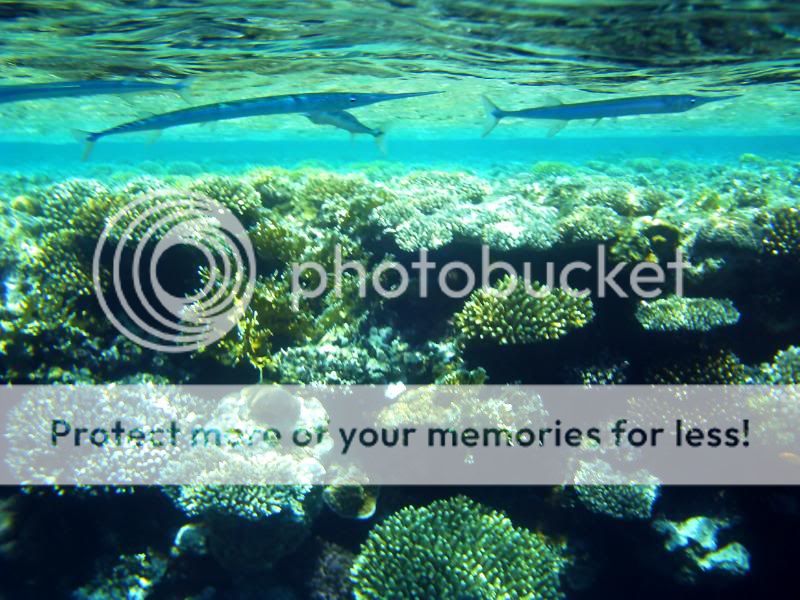 underwater053.jpg