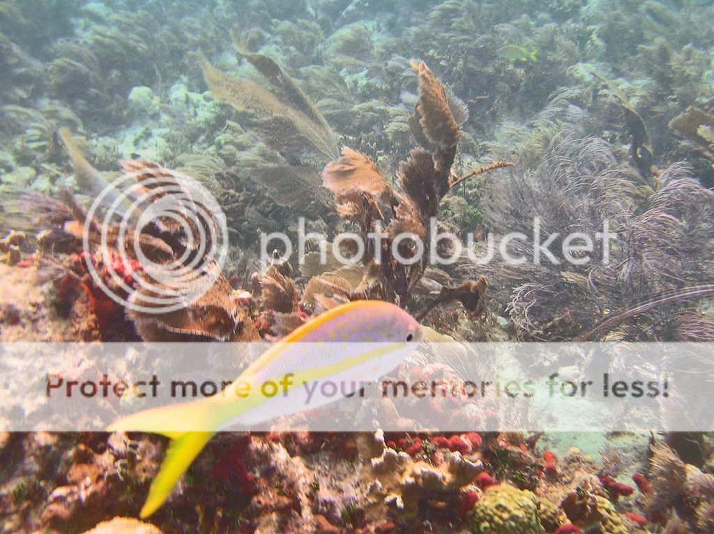 yellowtailguardingreef.jpg