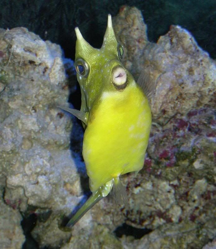 cowfish7.jpg