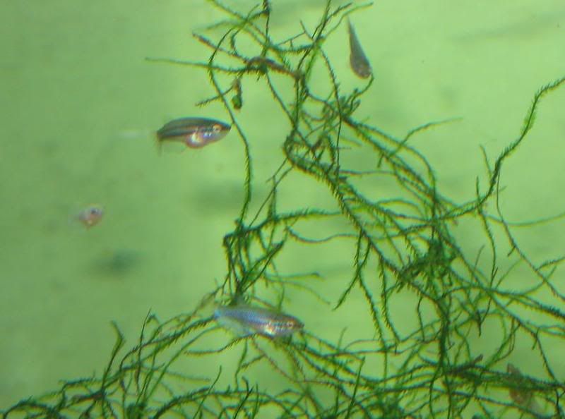 Fish154.jpg