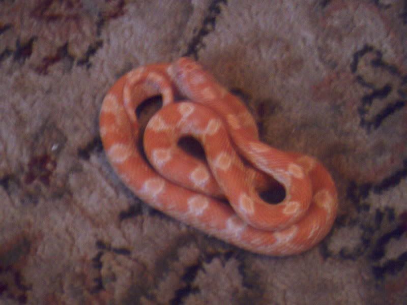 IMAG0104.jpg