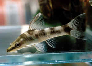 Otocinclus_U1AQ.jpg
