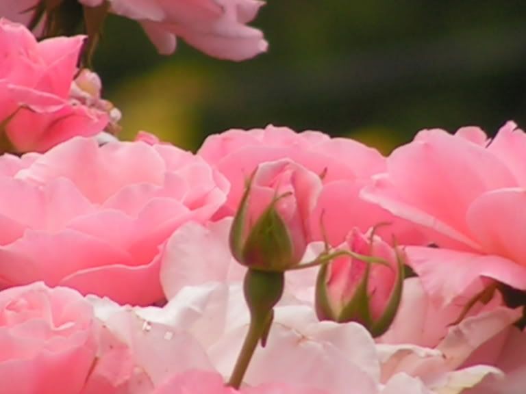bedofroses.jpg