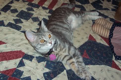 IzzyKitten002.jpg