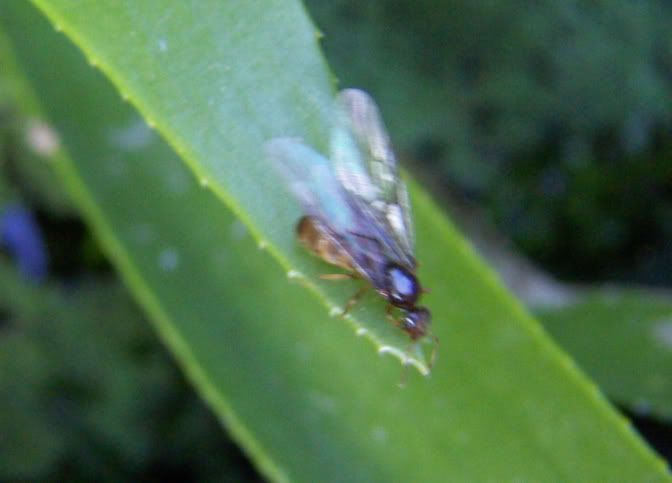 flything.jpg