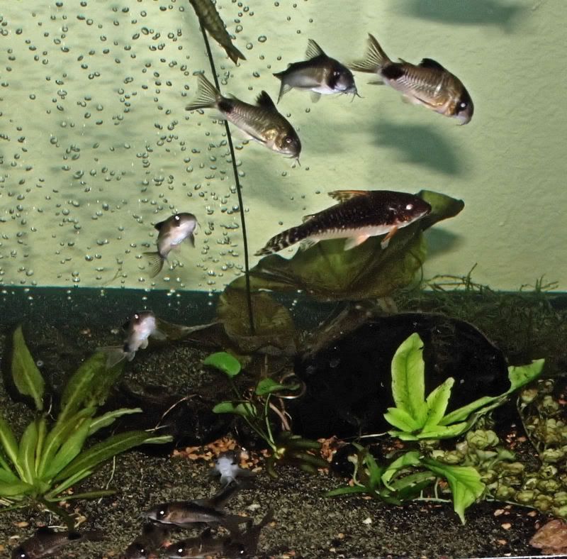 cories059-2.jpg