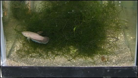 Bsimplex21-18-10.jpg