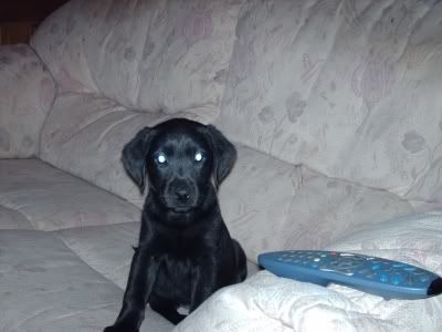 PuppyCouch1.jpg