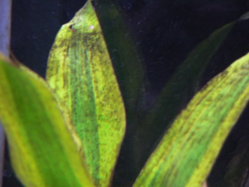 plants002.jpg