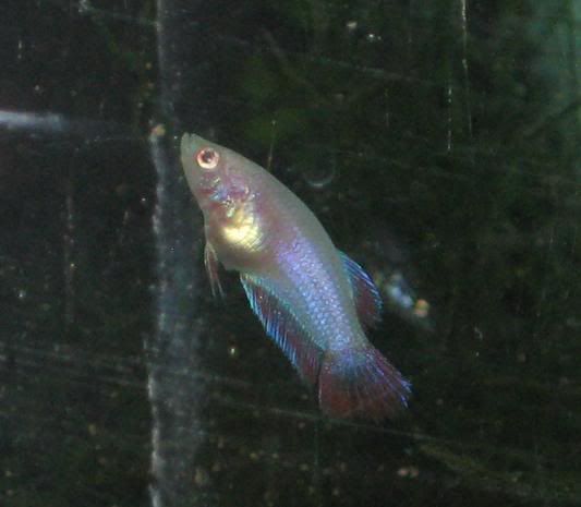 Fish261.jpg
