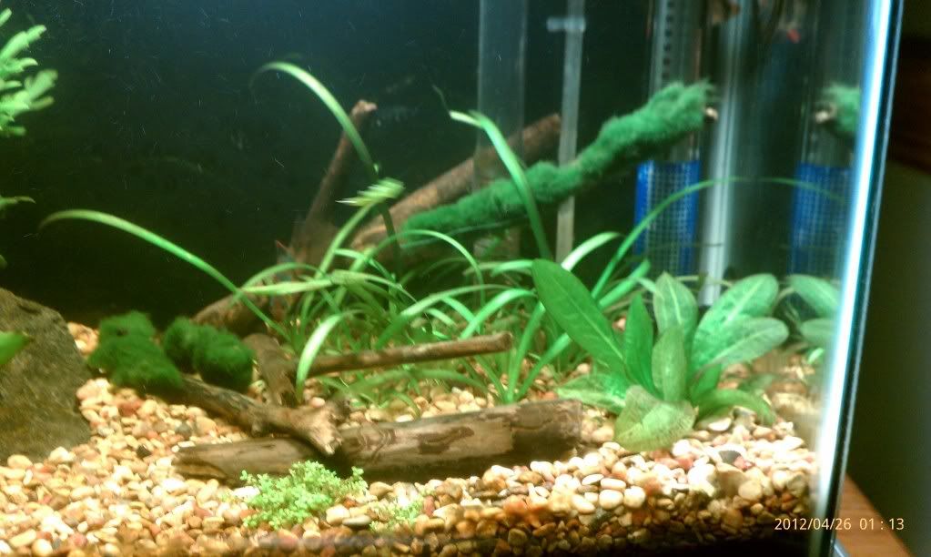 IMAG0271.jpg